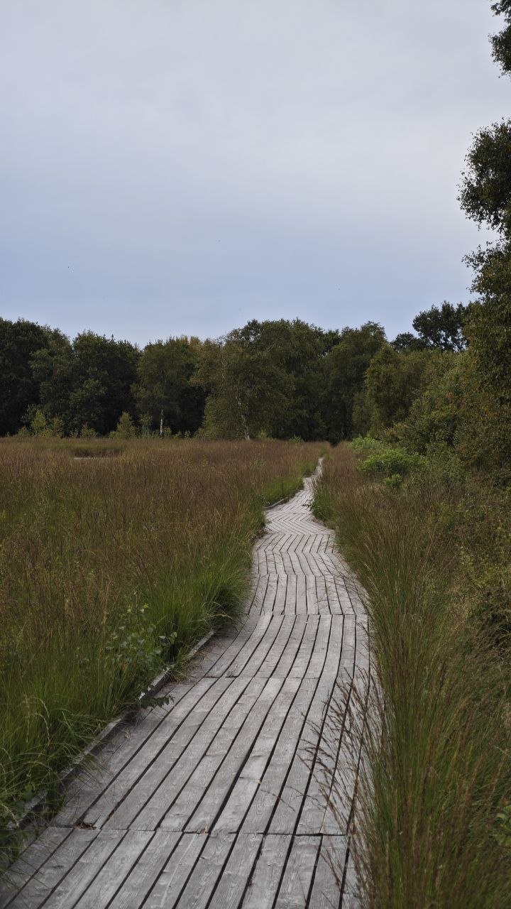 Holzplanken