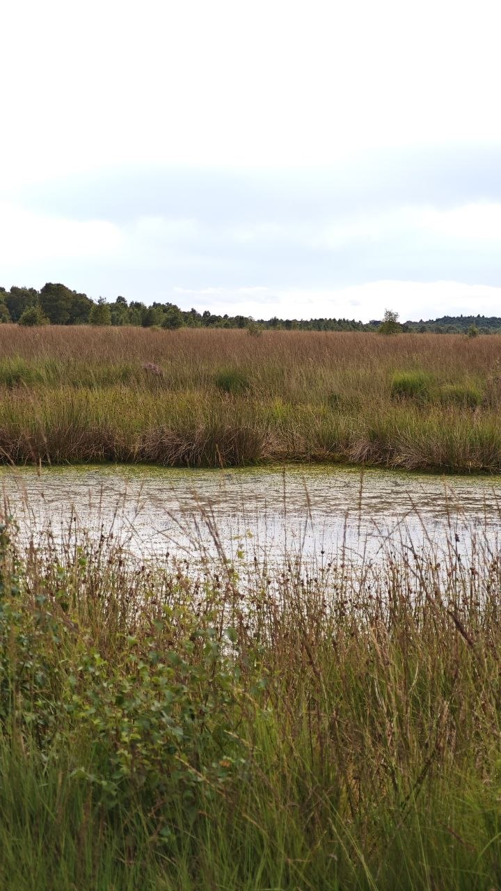 Noch ein Minimoor