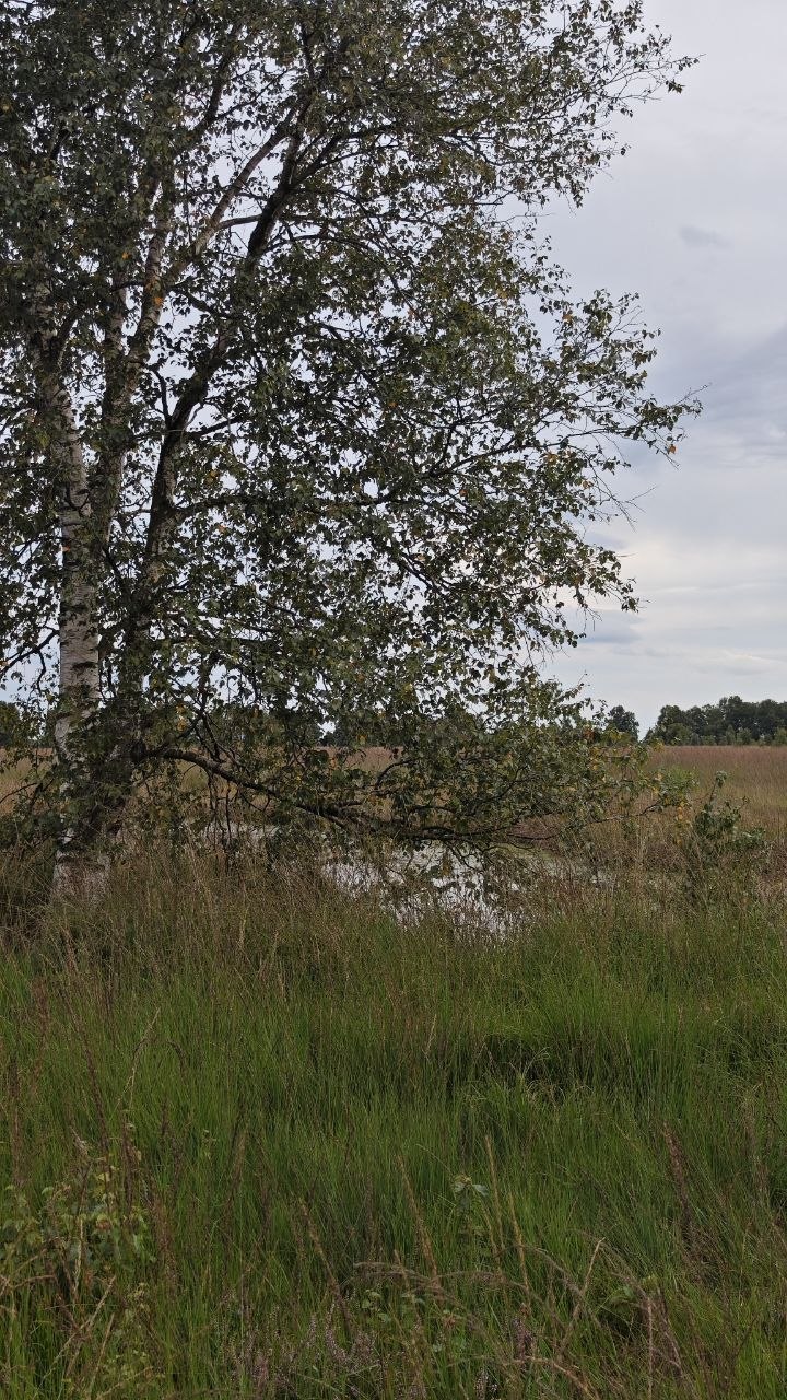 Birke