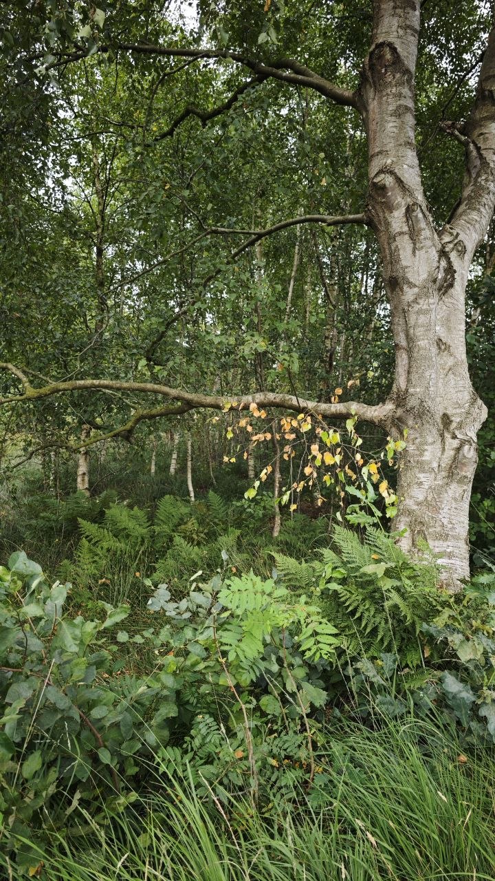 Baum