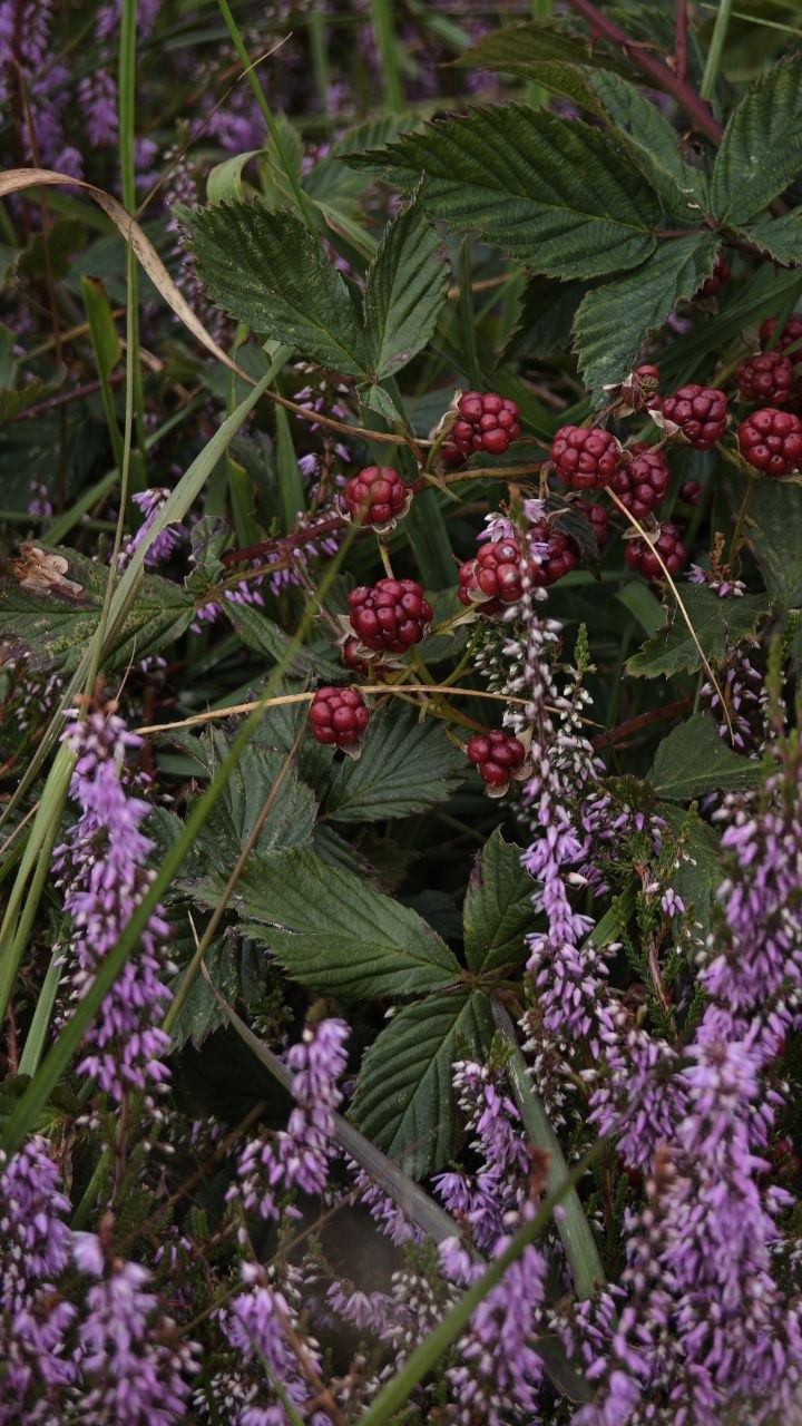 Beeren