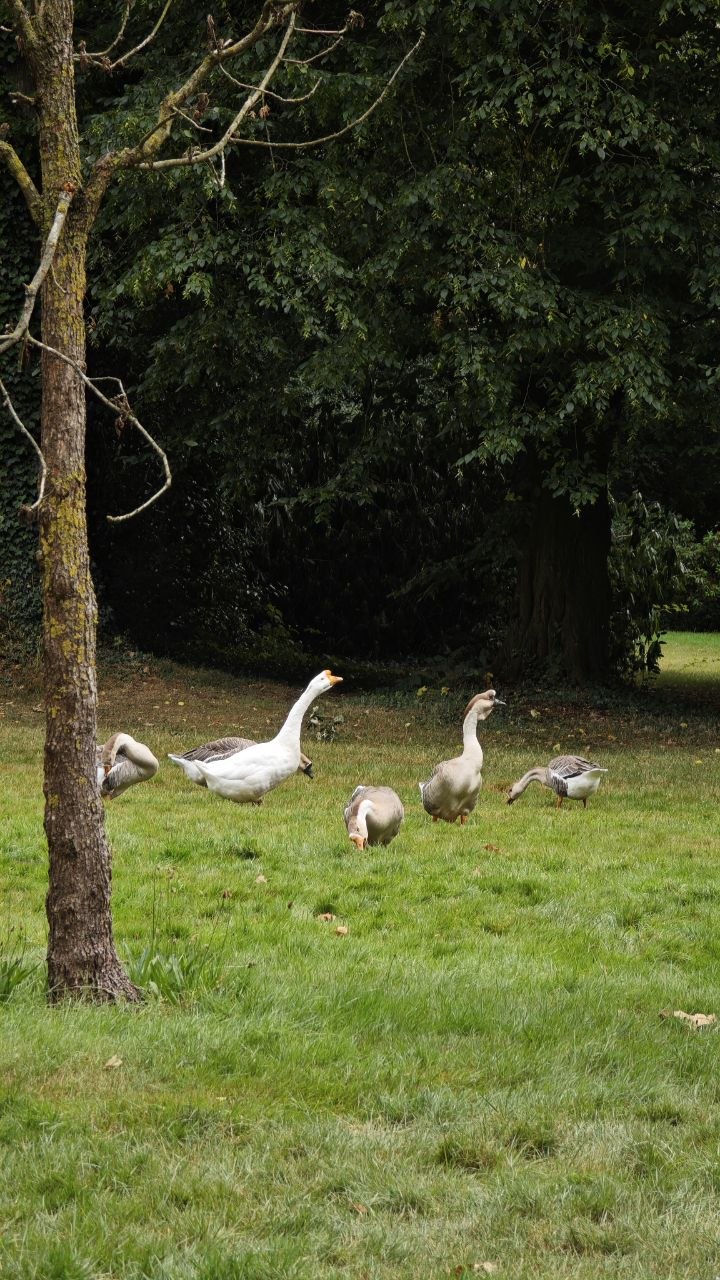 Gänse